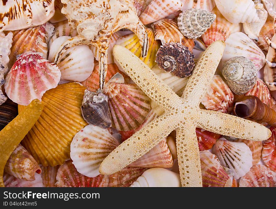 Sea shells and starfish