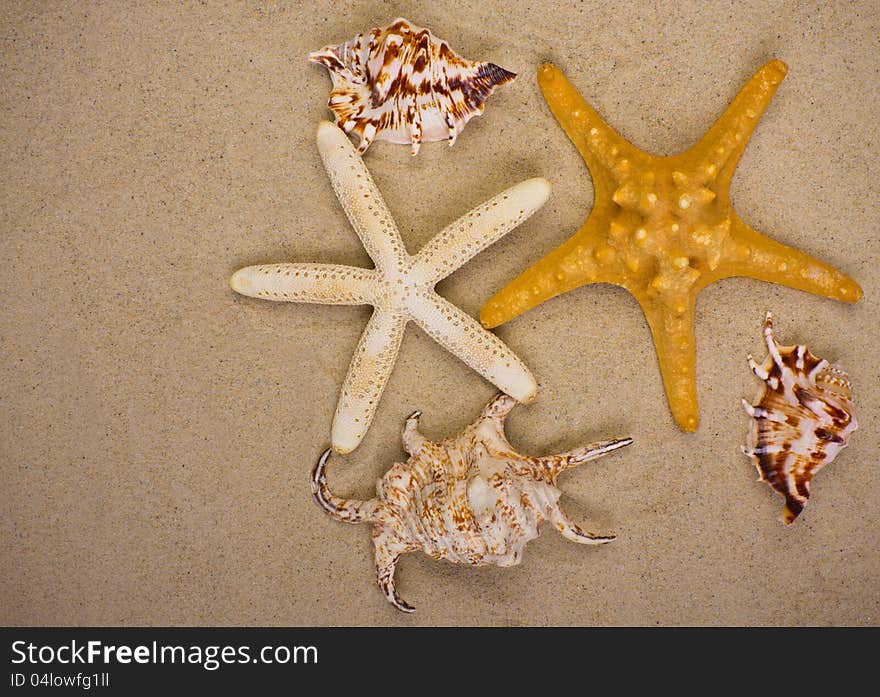 Sea shells on the sand