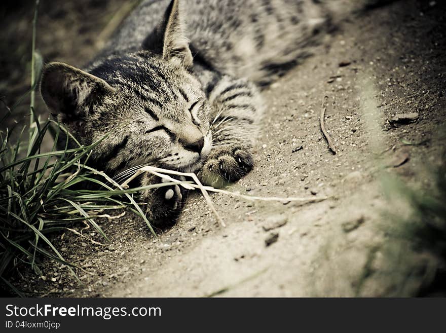 Tabby cat resting on the ground