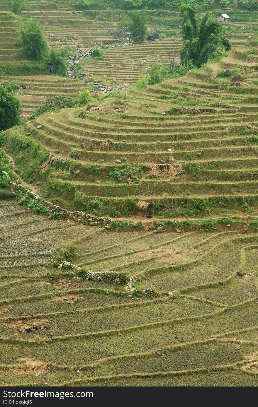 Green rice terraces in Sapa, Vietnam.