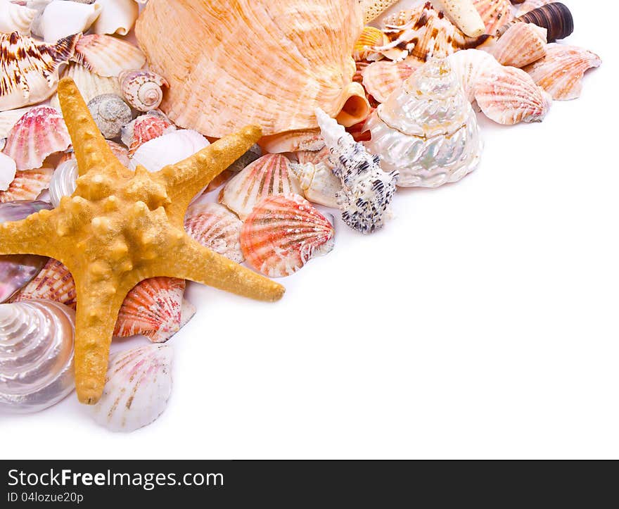 Sea shells on the white background