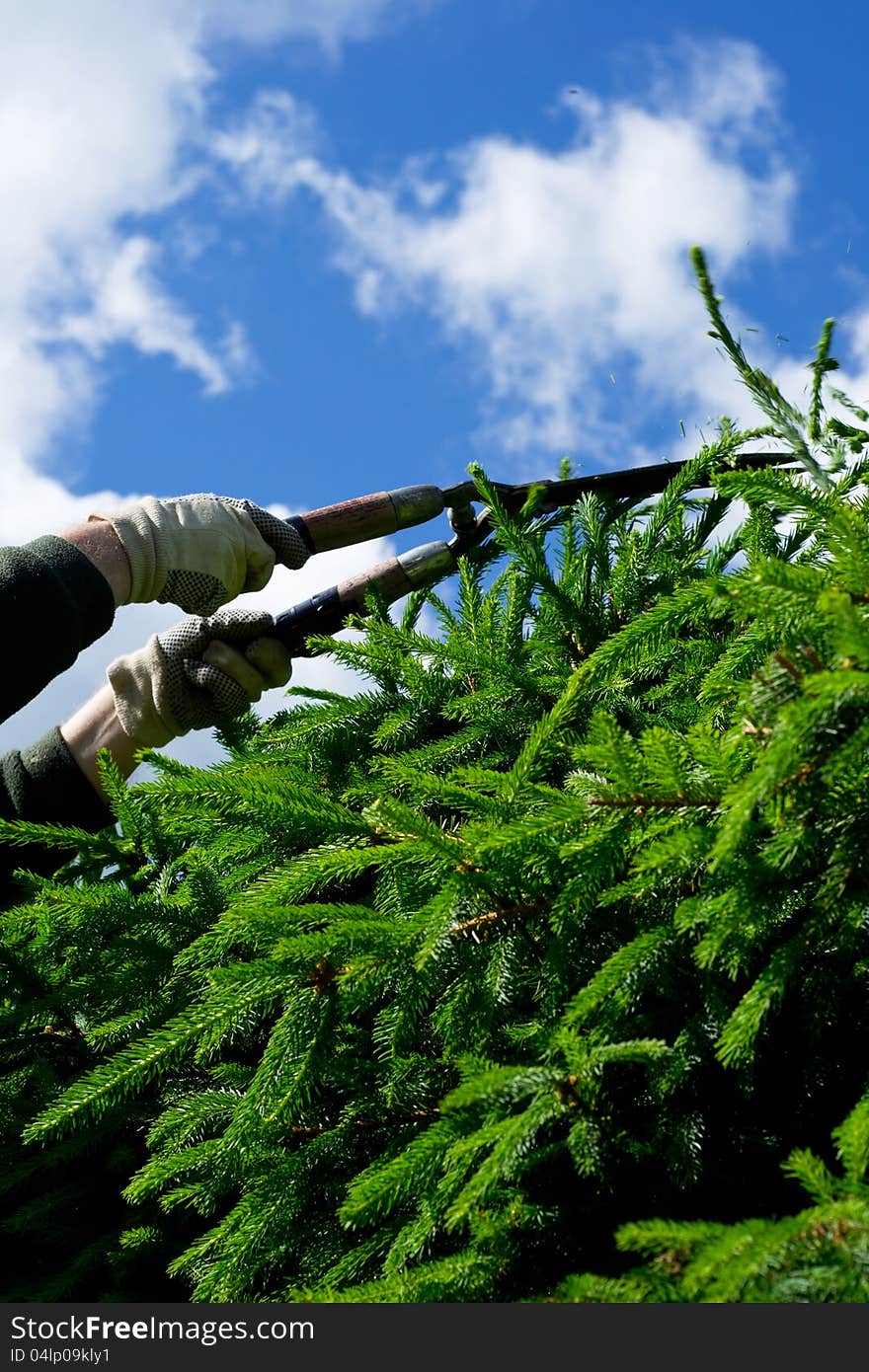 Man is cutting the spruce fence on the summer