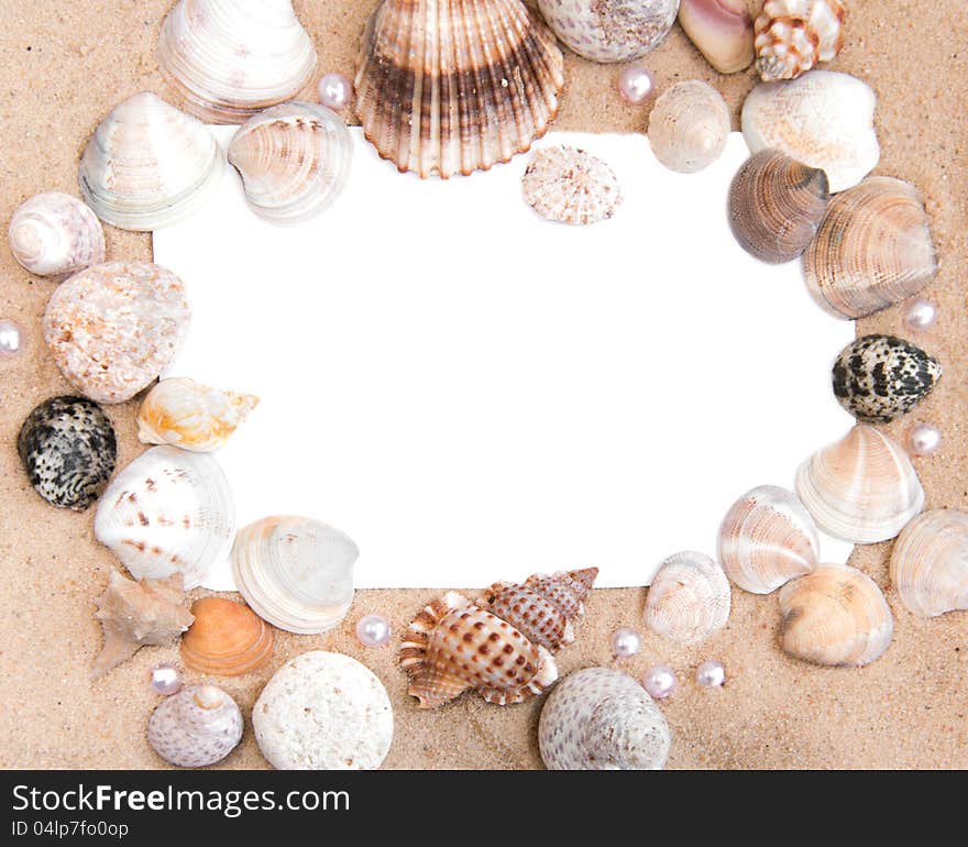 Seashells background