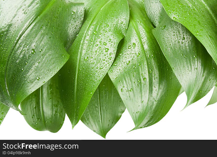 Big green leaves with rain droplets. Isolated on white background. Big green leaves with rain droplets. Isolated on white background.