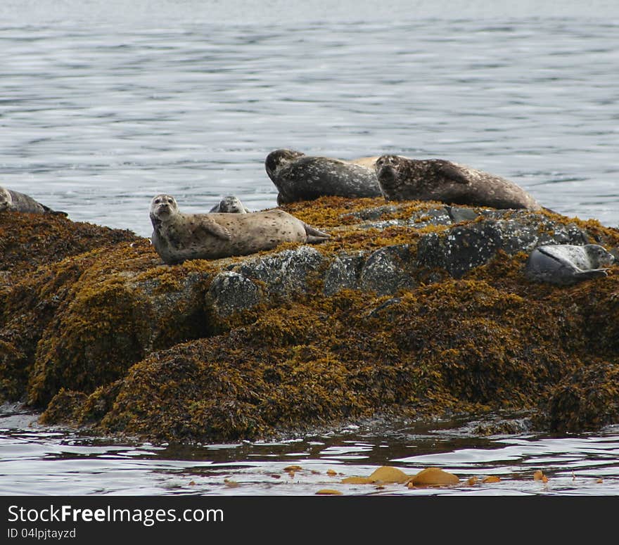 Basking on the rocks