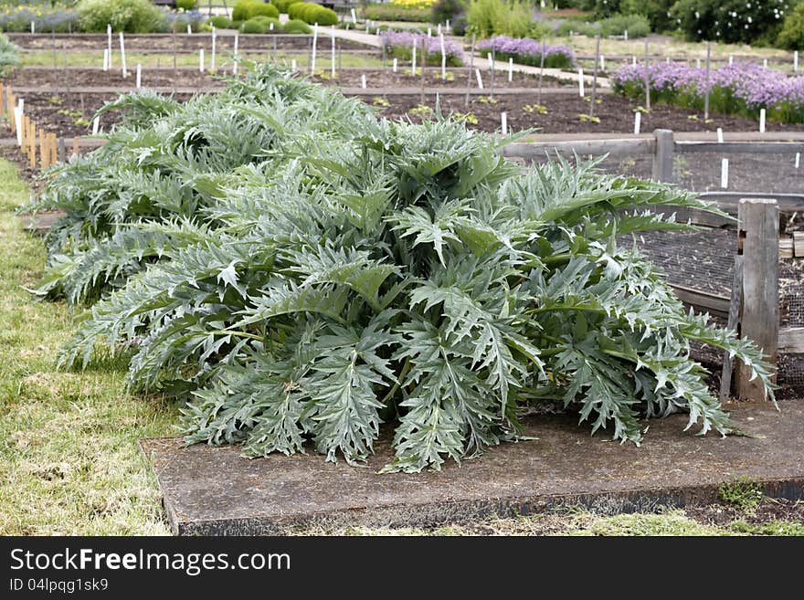 Unusually large green gray leaves of very old artichoke plants growing in an outdoor garden. Unusually large green gray leaves of very old artichoke plants growing in an outdoor garden.