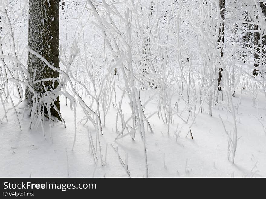 Winter forest