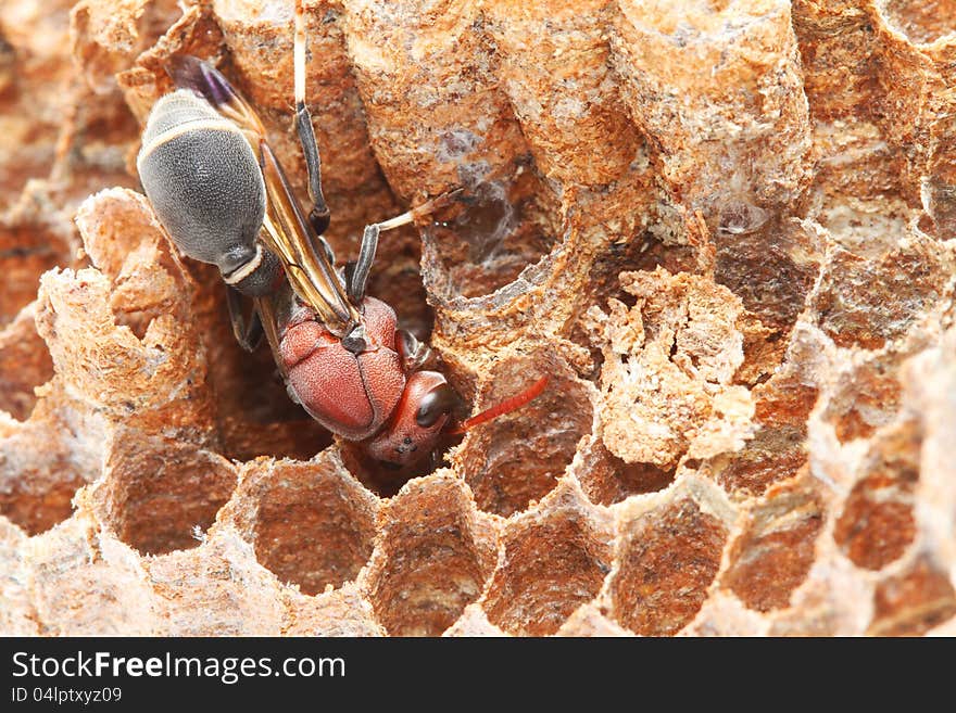 Wasp on the nest in the forest