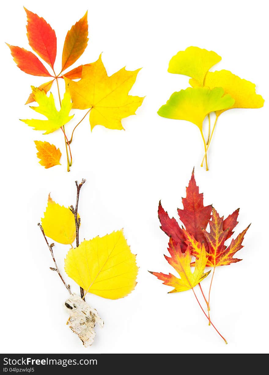 Composition Set of Beautiful Autumn Leaves / isolated on white