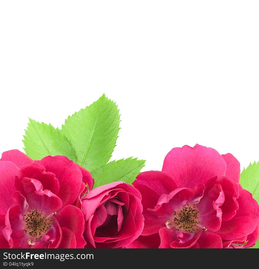 Beautiful Rose Flowers Background with copy space for text