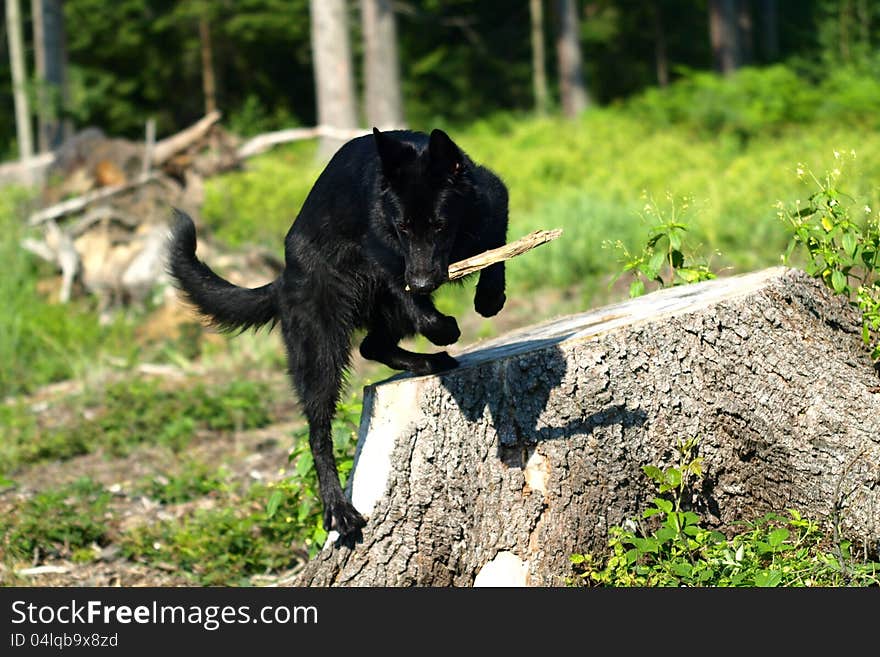 Black german shepherd plays in the forest. Black german shepherd plays in the forest.