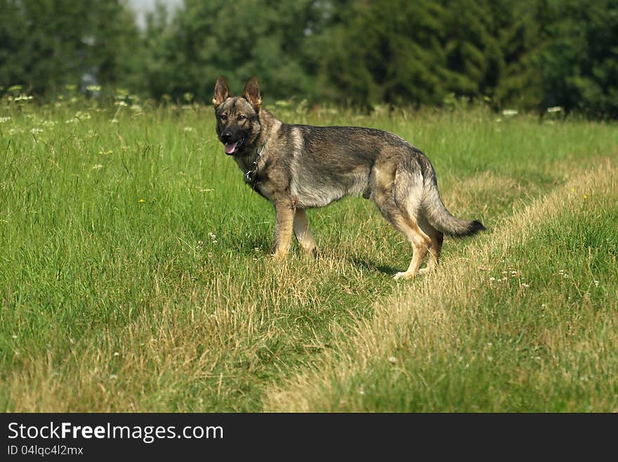 German shepherd in a meadow. German shepherd in a meadow.