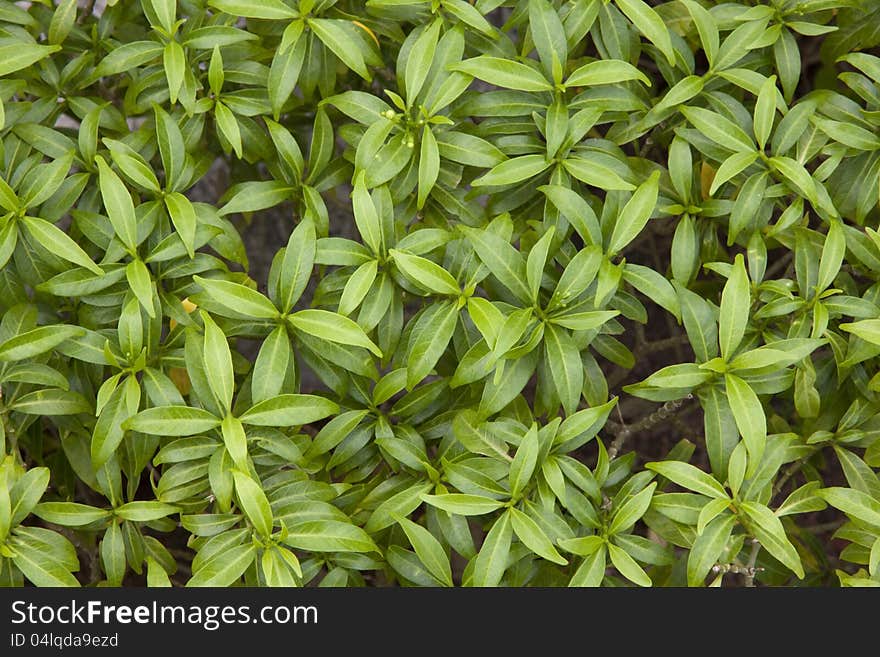 Green leaves 4 radial Its green leaves รห Cheerful.