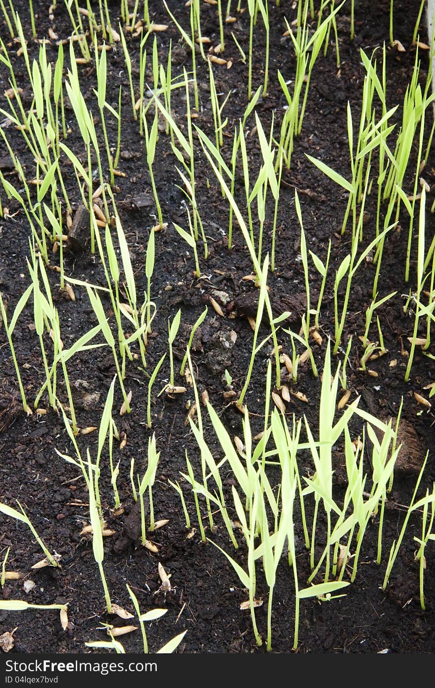 Rice Seedlings.