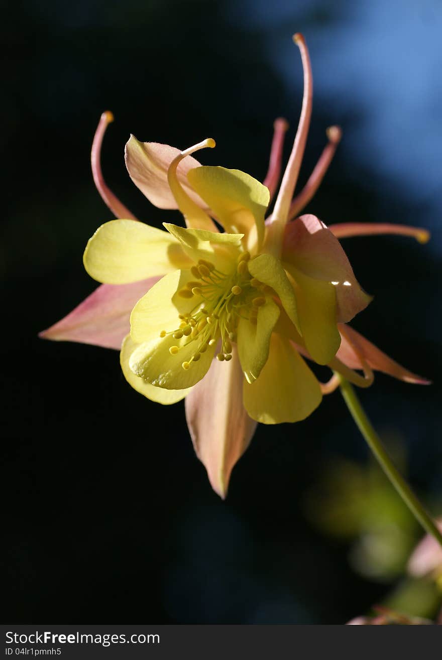 A beautiful flower Aquilegia yellow and pink against dark back ground