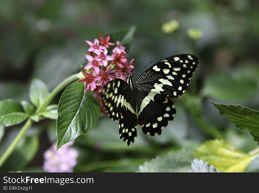 Citrus Swallowtail Butterfly