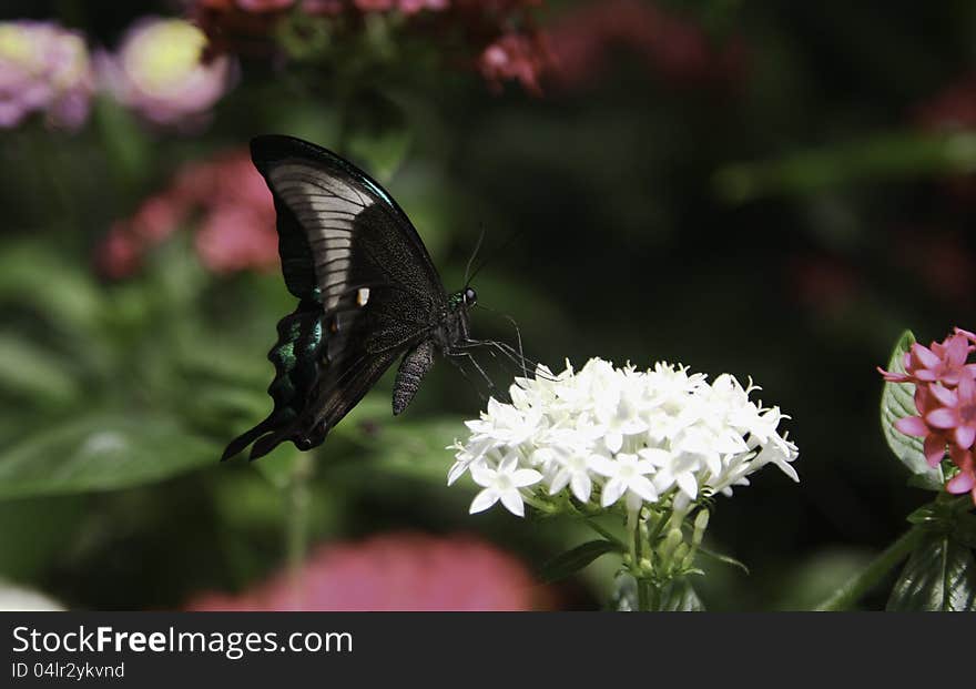 Peacock Swallowtail Butterfly