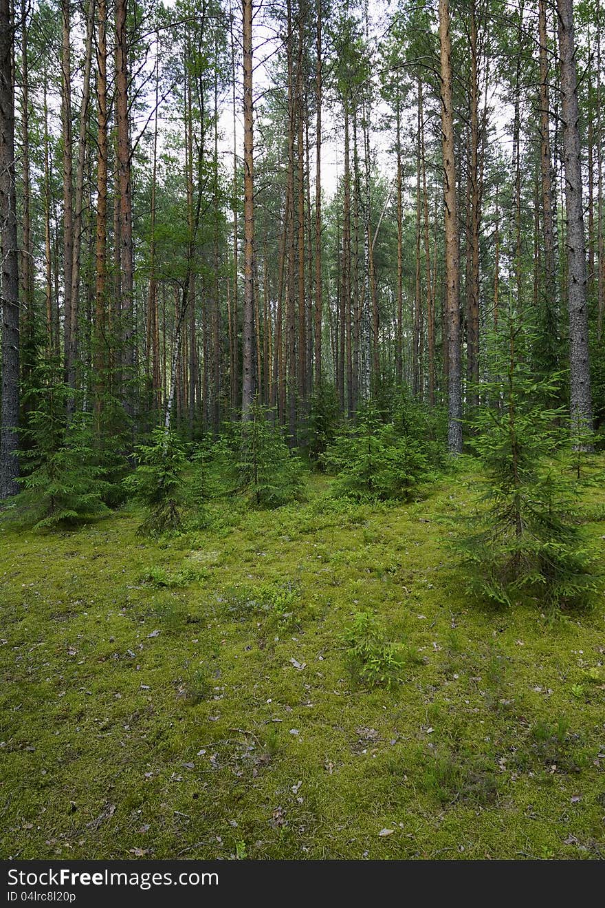 Coniferous wood in lake Seliger vicinities. Coniferous wood in lake Seliger vicinities.