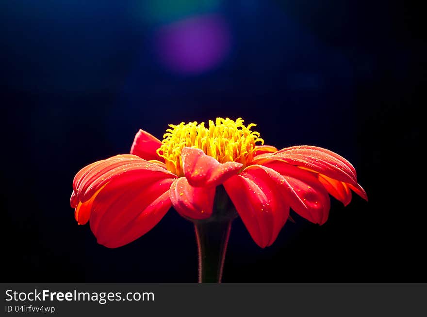 Orange Zinnia Flower Closed Up