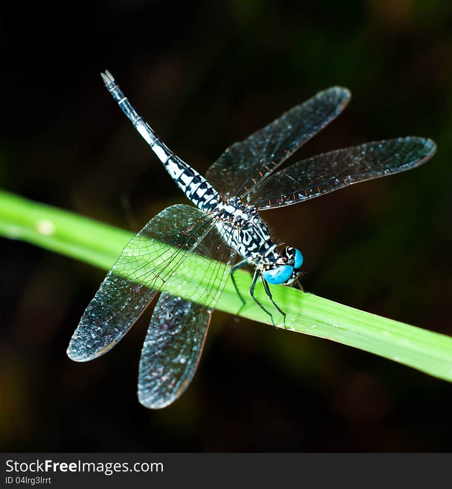 Blue Dragonfly On Green Leaf