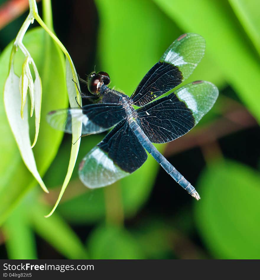 Blue Dragonfly on Green Leaf