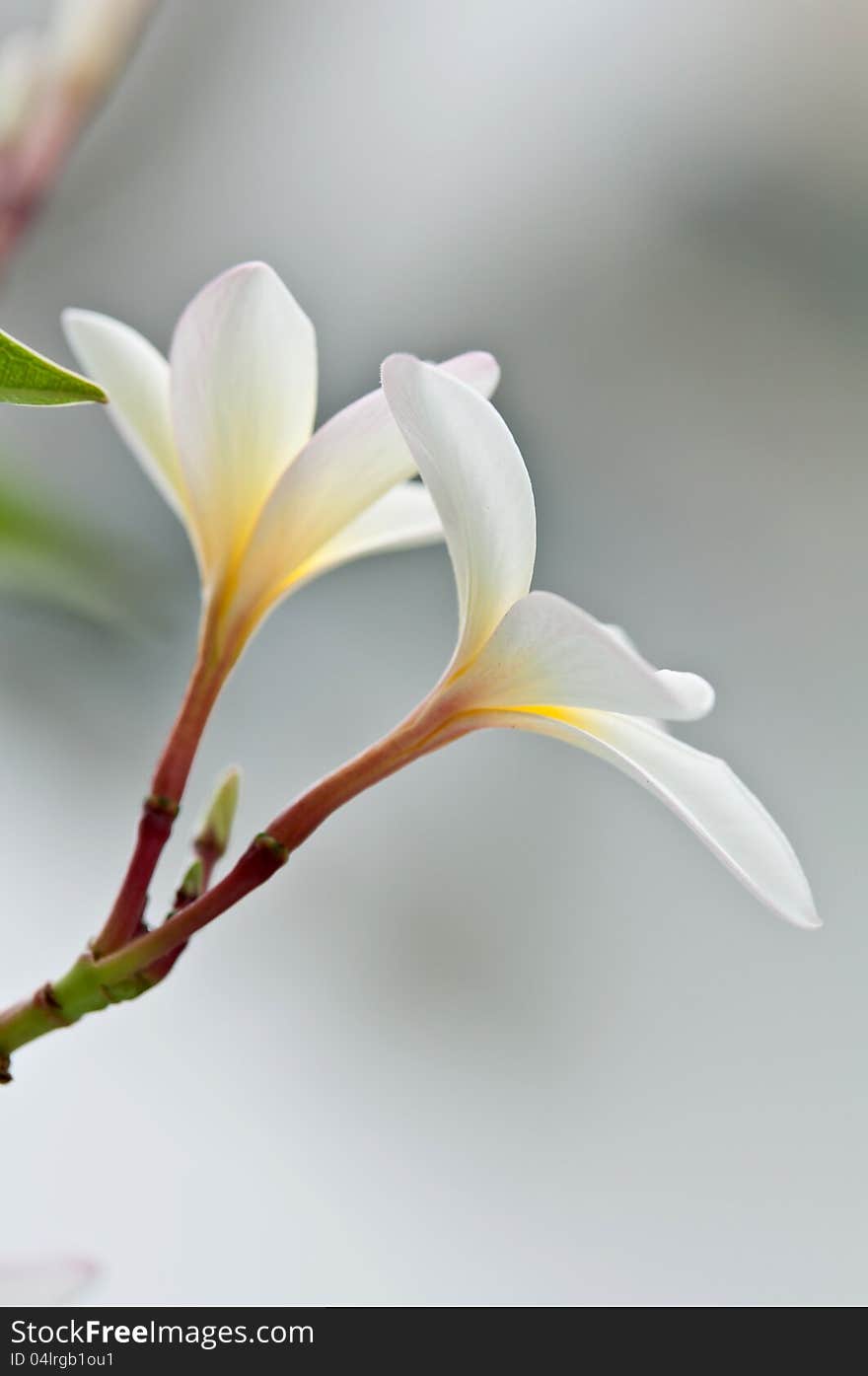 White plumeria flower was shot in grey color background closely up. White plumeria flower was shot in grey color background closely up