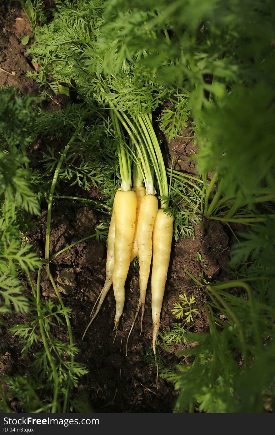 Fresh carrots