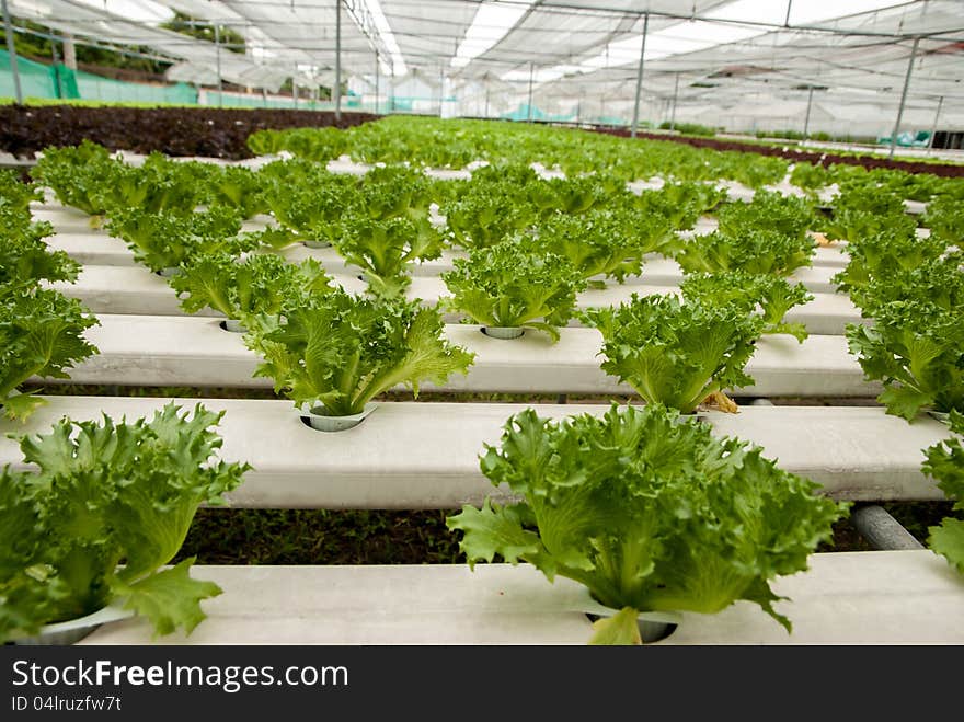 Green Coral In Hydroponic Farm