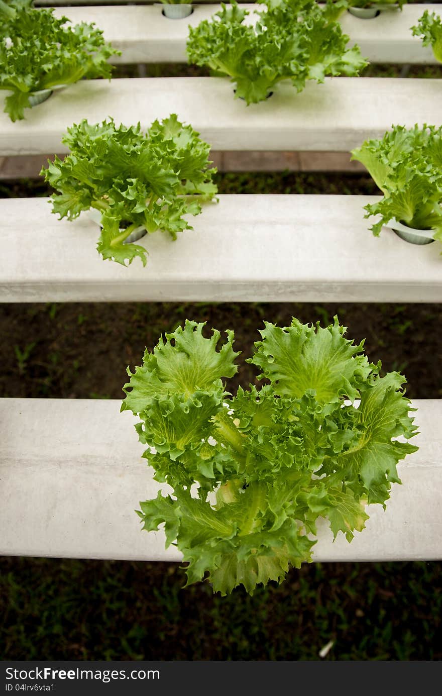 Green coral in hydroponic farm