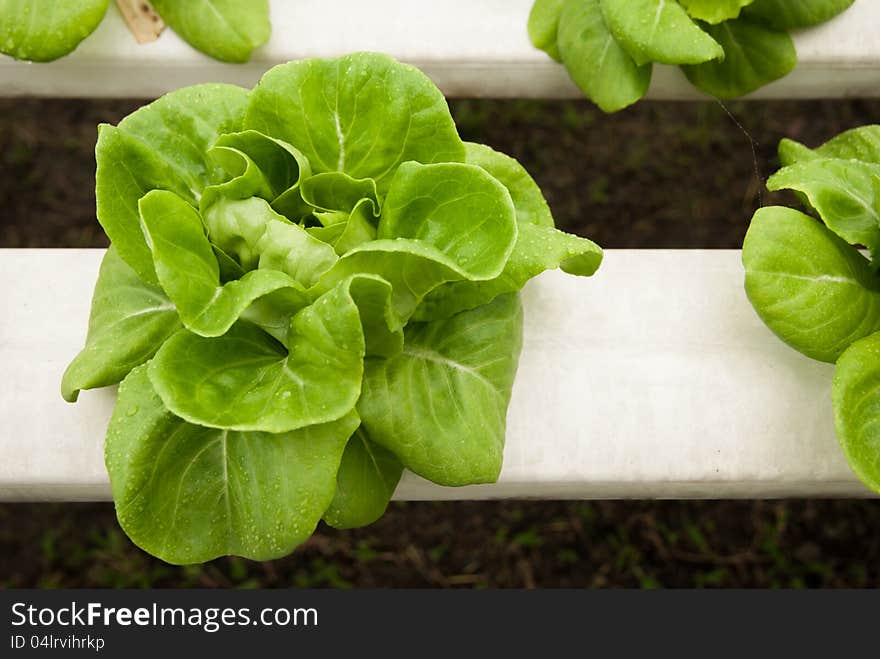 Butterhead in hydroponic farm