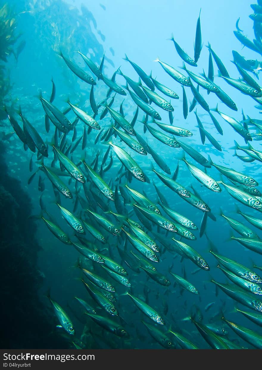 Schooling Fish