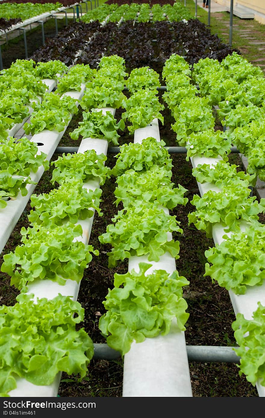 Fresh green oak and red oak in hydroponic farm. Fresh green oak and red oak in hydroponic farm