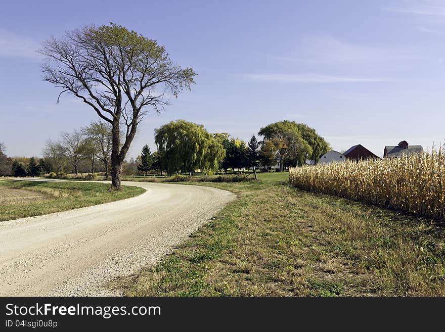 Country road by growing wheat