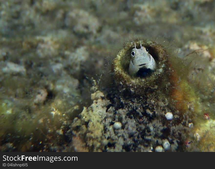 Lance blenny is a small fish of coral reefs