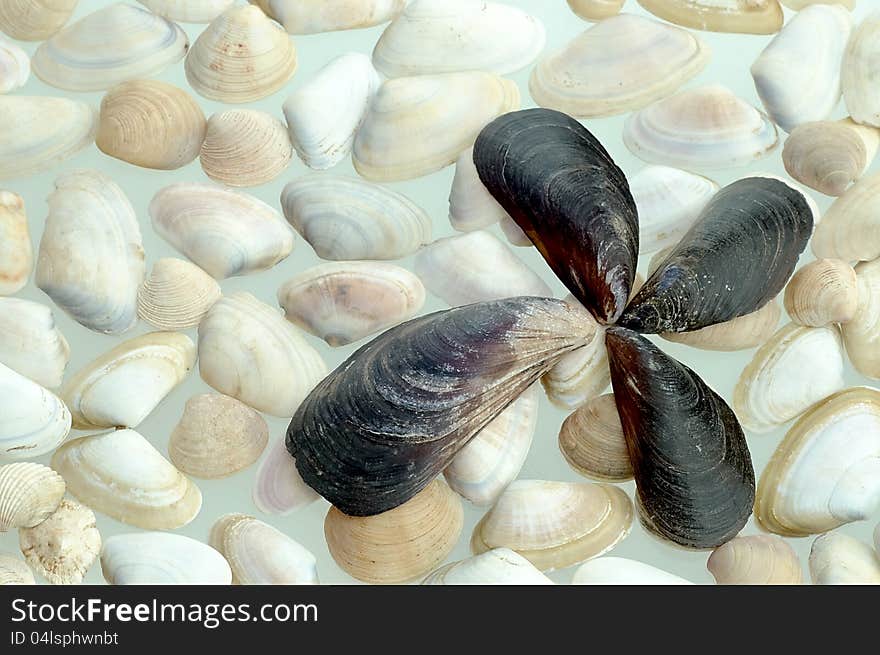 Various groupings of black and white mussels. Various groupings of black and white mussels