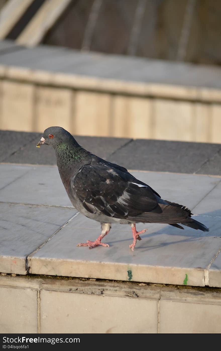 Pigeon