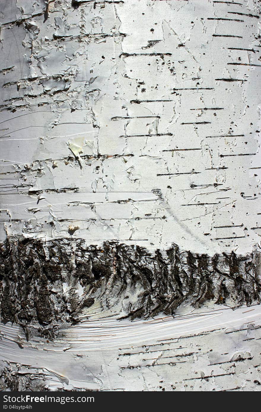 The texture of white birch bark