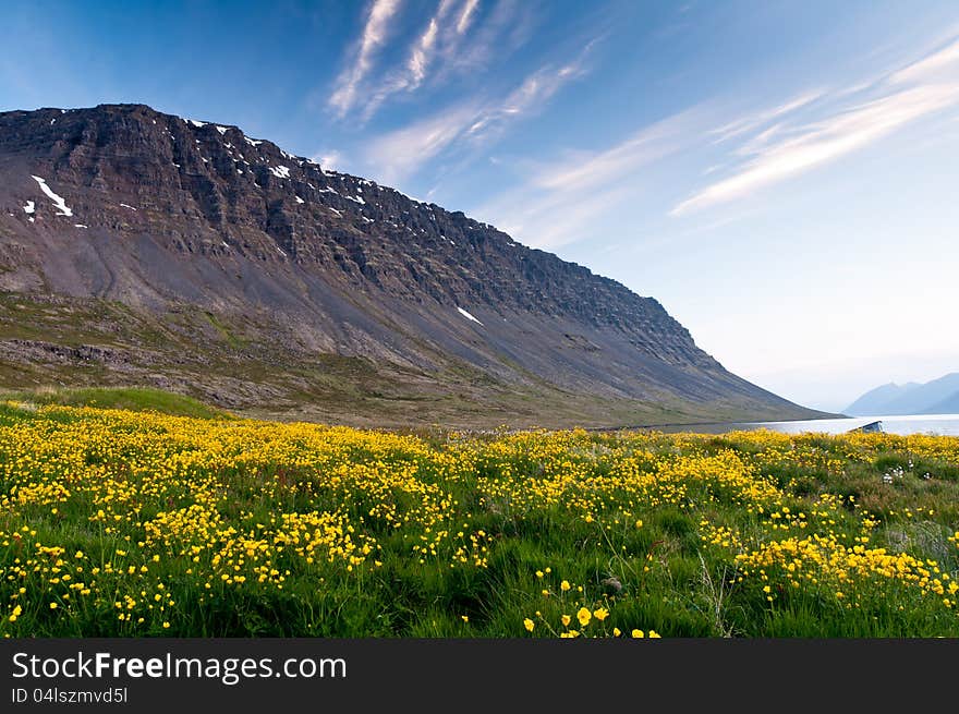 Mountain and meadow of yellow flowers and green grass