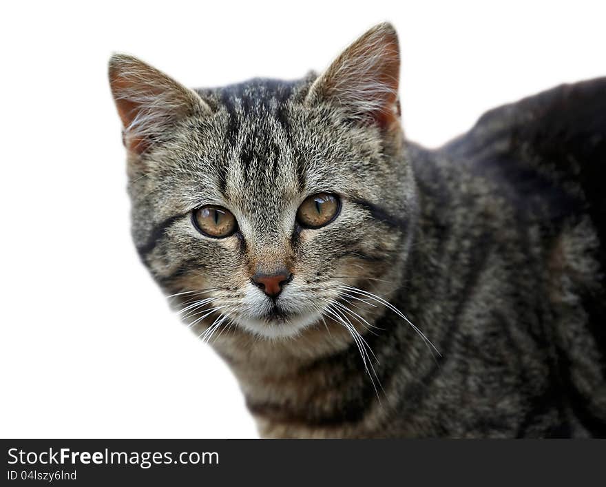 Isolated tabby cat on white background. Isolated tabby cat on white background