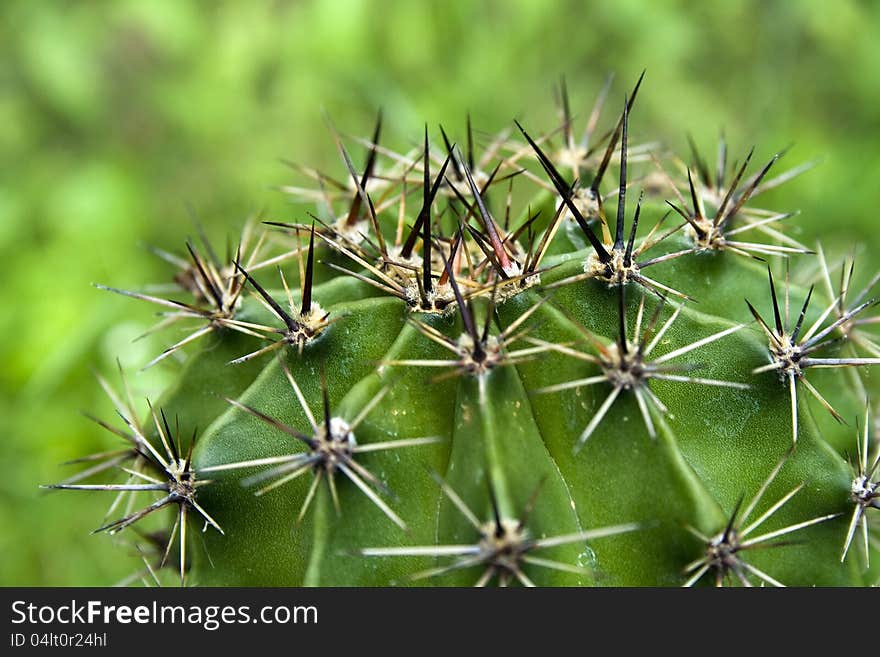 Green rounded cactus plant detail