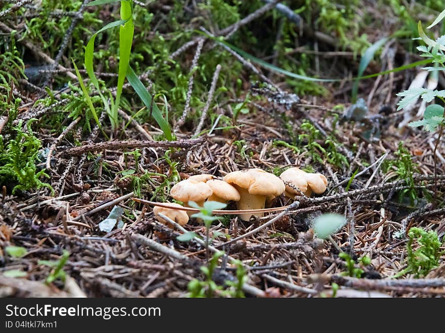 A bunch of young chanterelles (Cantharellus cibarius) growing in forest soil.