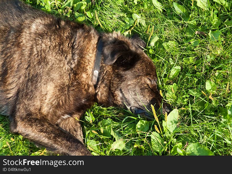 An old dog (mixed breed) sleeping contently in the sunlight on grassy ground. An old dog (mixed breed) sleeping contently in the sunlight on grassy ground.