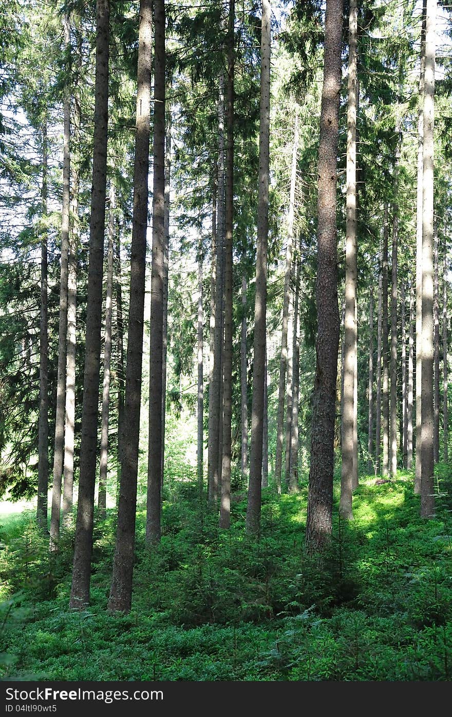 High trees in the Black Forest