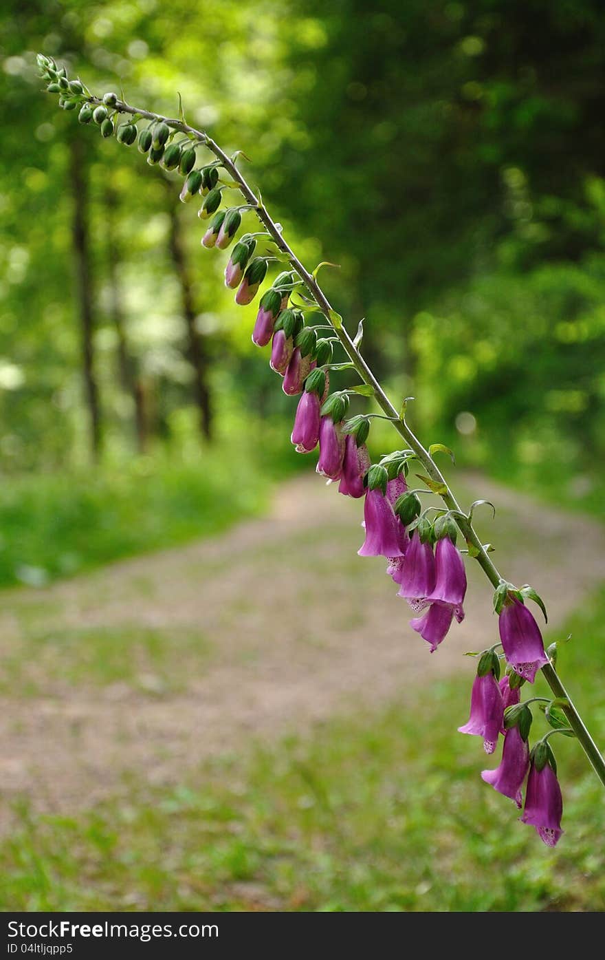 Thimble in Pink in the summer in the Black Forest