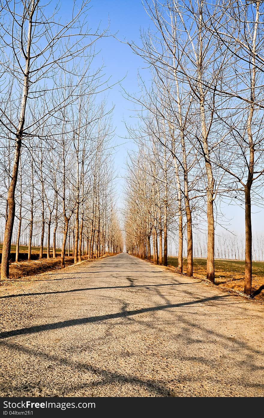 With two rows of trees Rural Highway. With two rows of trees Rural Highway