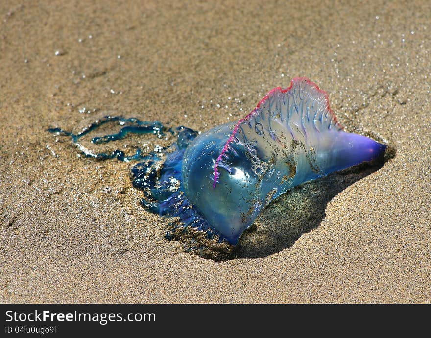 Colorful medusa on beach