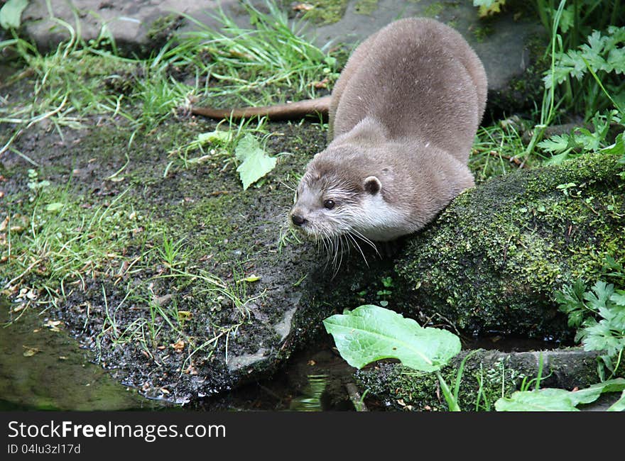 Otter on the Rocky Bank.