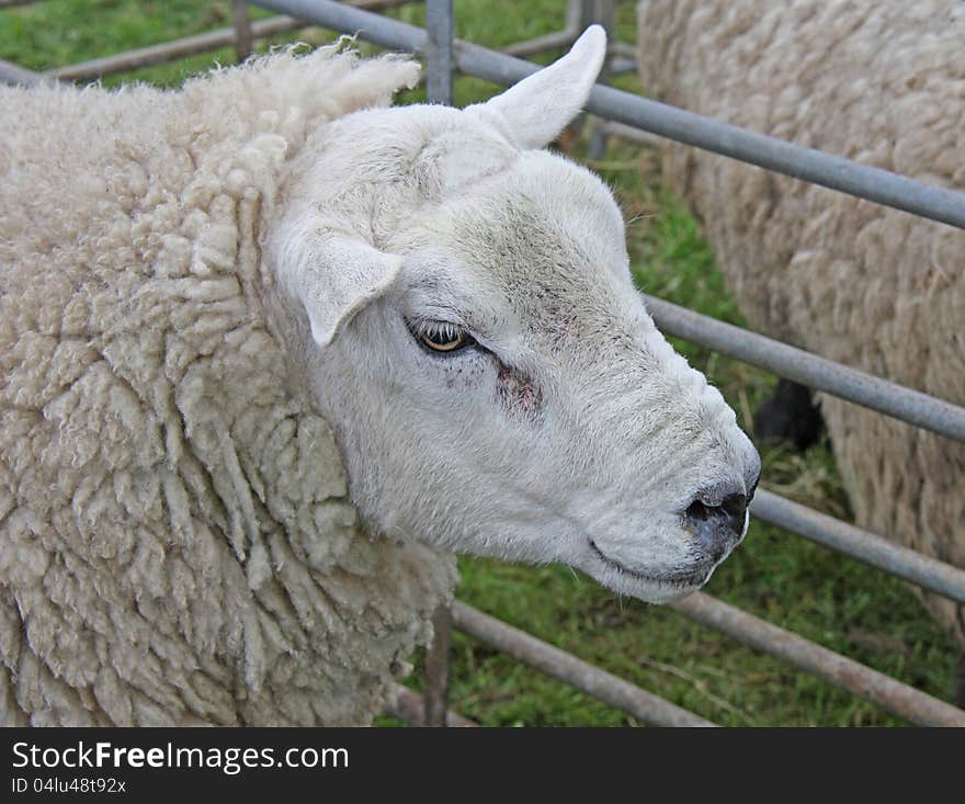 A Serious Looking Sheep with a Thick Wool Fleece. A Serious Looking Sheep with a Thick Wool Fleece.