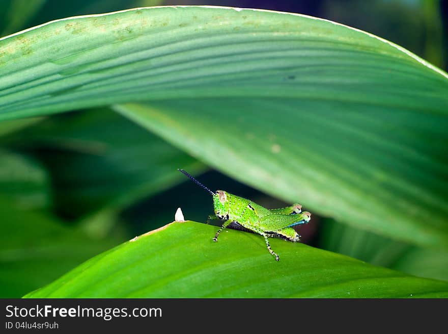 A Green grasshopper was shot during clinging on the green plant leaf. A Green grasshopper was shot during clinging on the green plant leaf.
