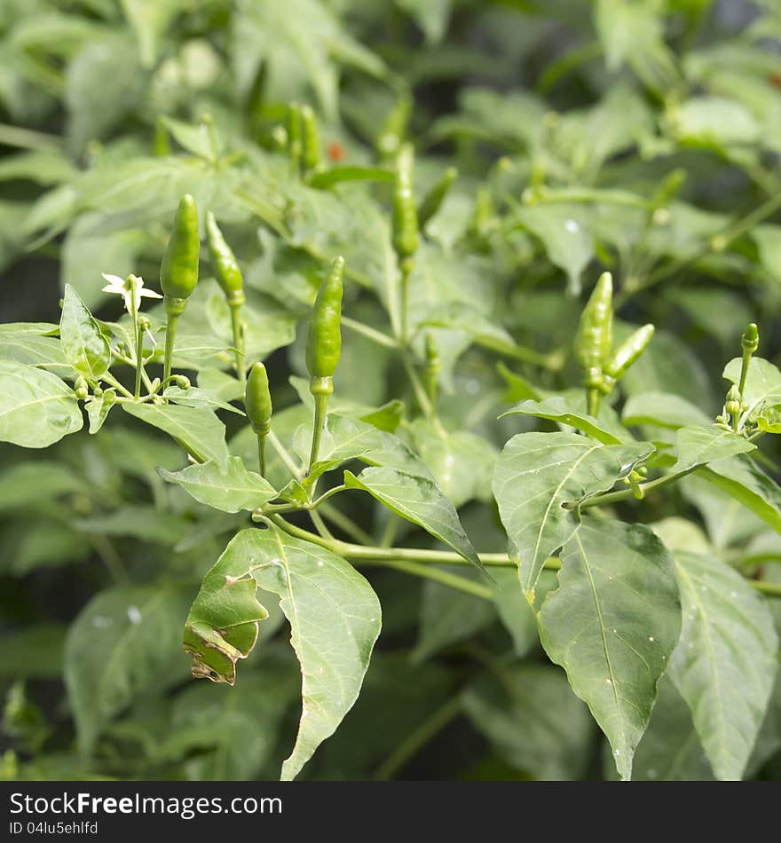 Green chili pepper on the plant